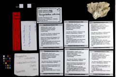 Foto (Objekt + Etikett) von Abyssophthalmus schultzi  (NHMW-GEO-1990-0041-3302b)